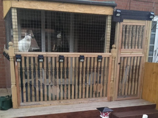 Smudge the cat and his 'Catio' copyright Vets Now (1) A white cat sits inside a wooden, screened enclosure attached to a brick house. There are lights on the wooden railing, and a watering can sits outside.