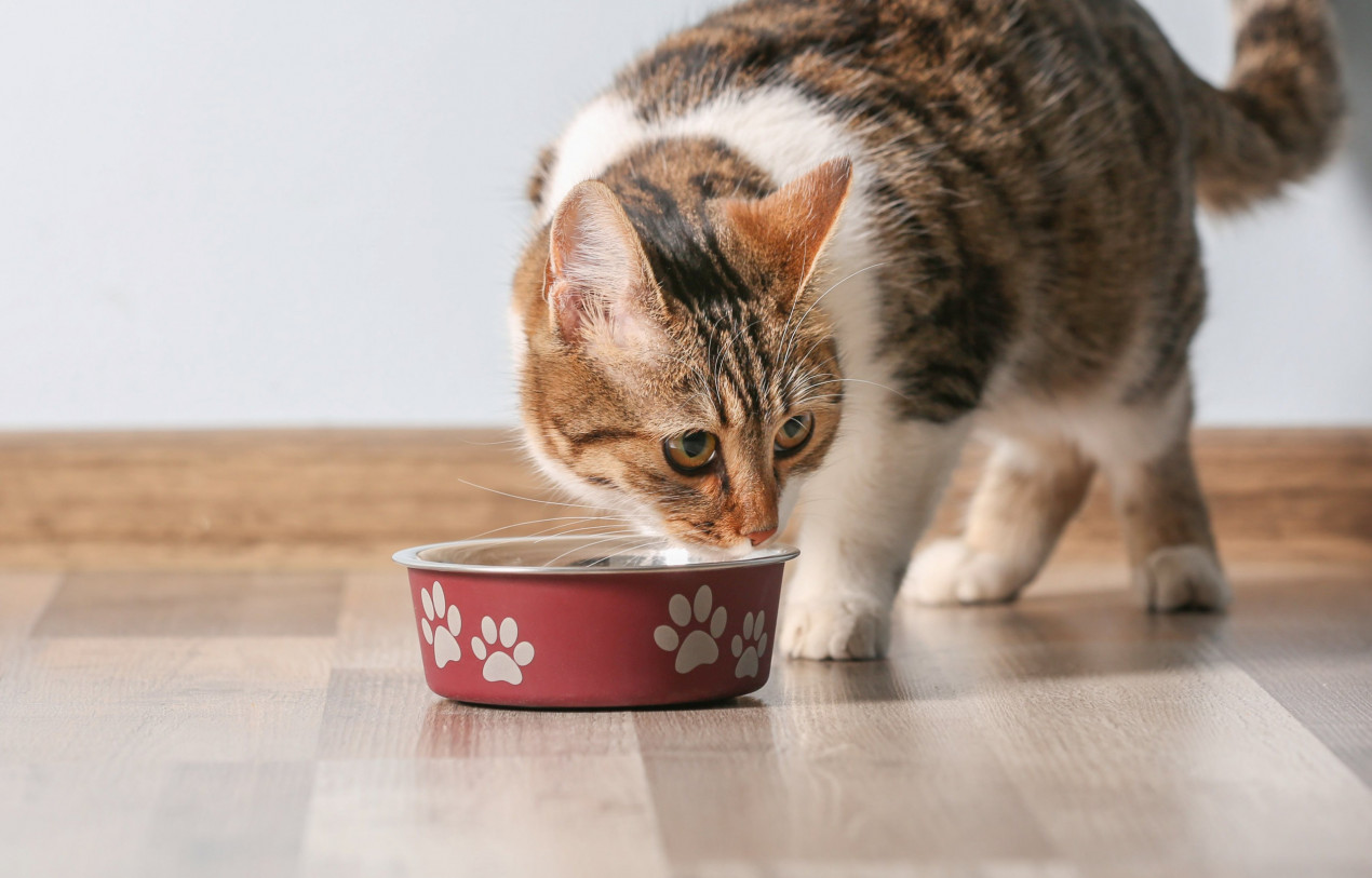 What if a shop cat eats dog food