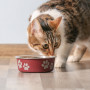 can cats eat dog food main image A tabby cat curiously sniffs a red food bowl with white paw prints, situated on a wooden floor in a well-lit room.
