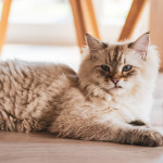 cat dog food popout A fluffy cat relaxes on a wooden floor, amidst table legs, in a softly lit room.