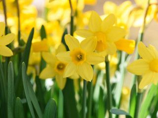 Daffodils growing outside