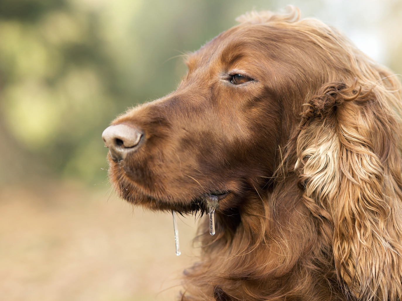 dog-drooling-when-it-s-normal-and-when-it-s-not-vets-now