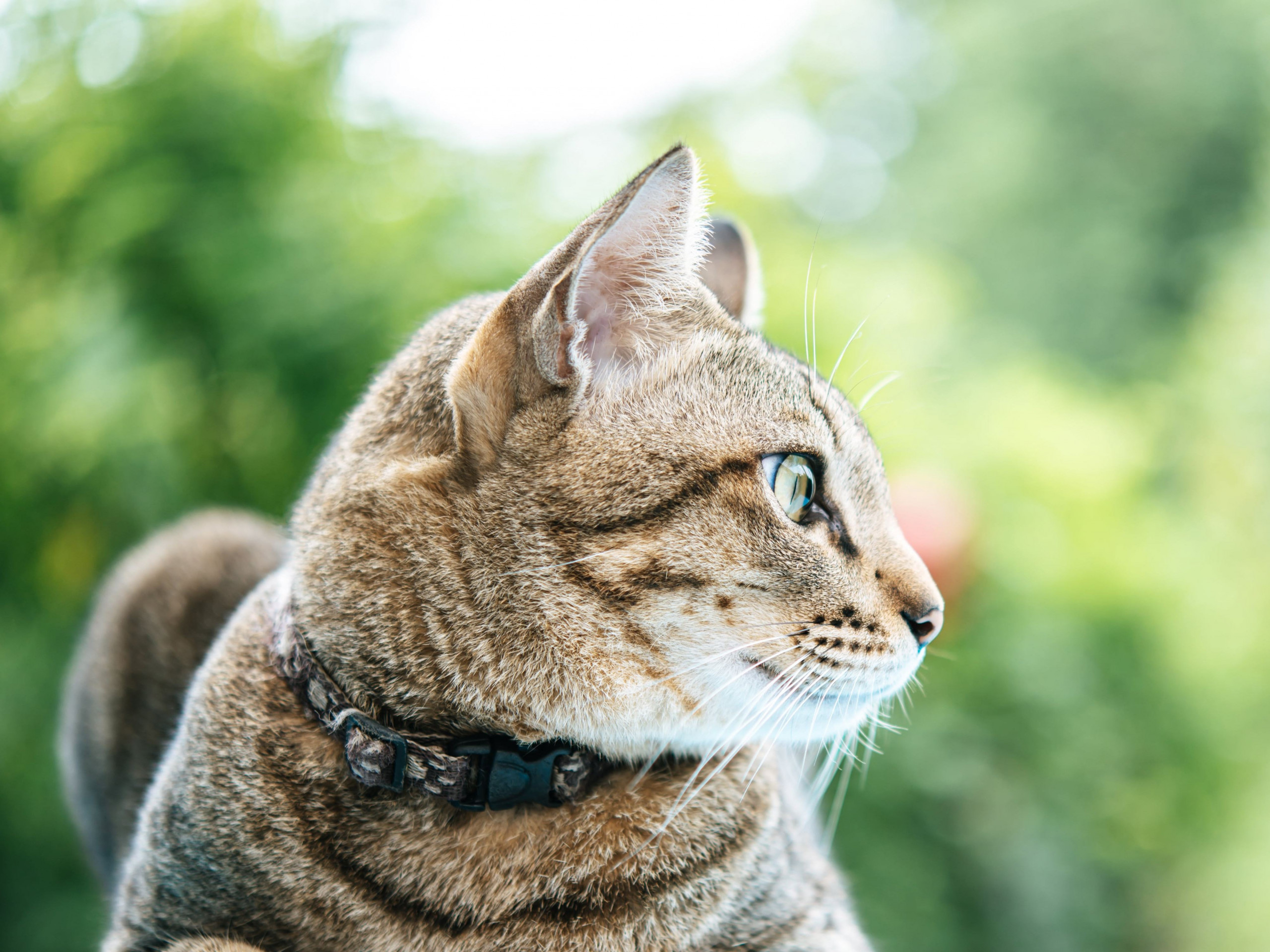 Can Cats Eat Cheese Milk And Dairy Products Vets Now