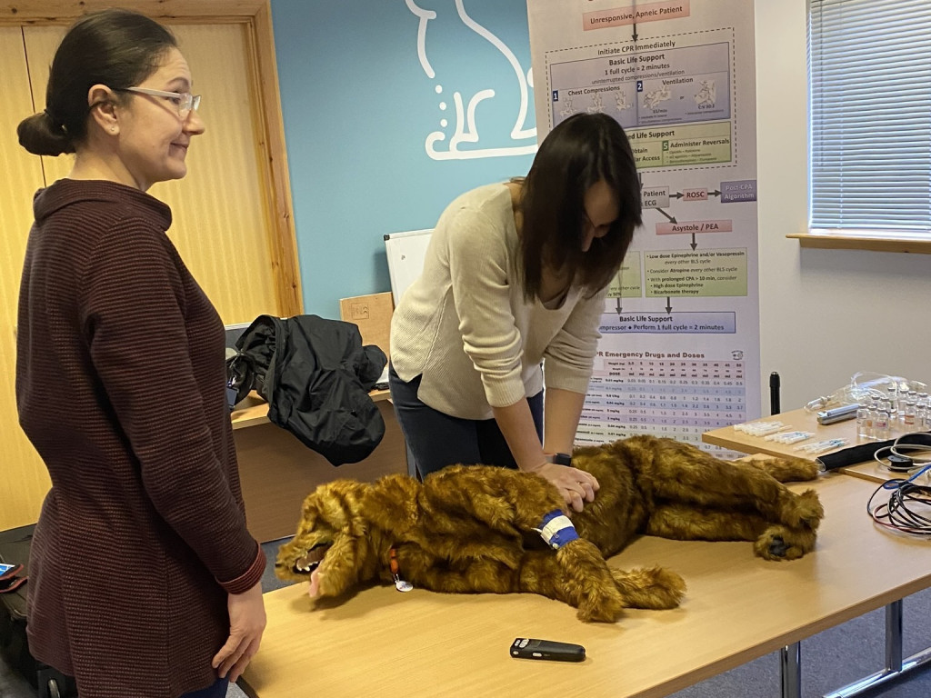Two people in a classroom perform CPR on a large dog mannequin lying on a table. A poster in the background displays medical procedures and guidelines.