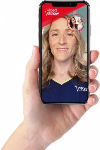 Online vet consultation at Vets Now
