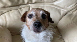 Dog Reunited With Owners After Accident