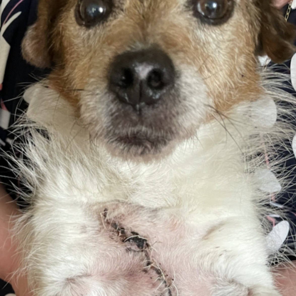 A small brown and white dog with stitches on its chest looks directly at the camera, held gently by a person in a patterned garment.