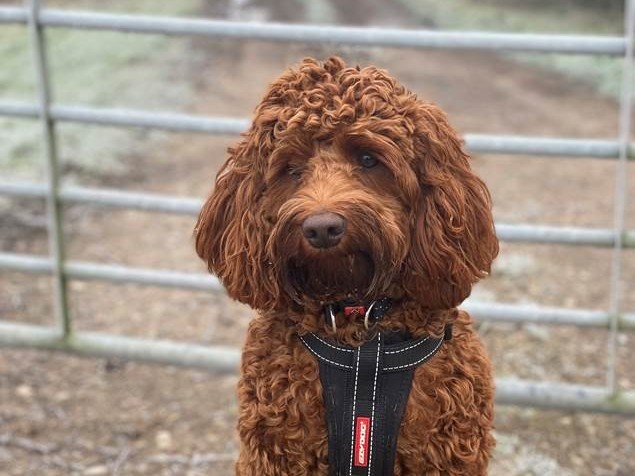 Dog ate outlet razor