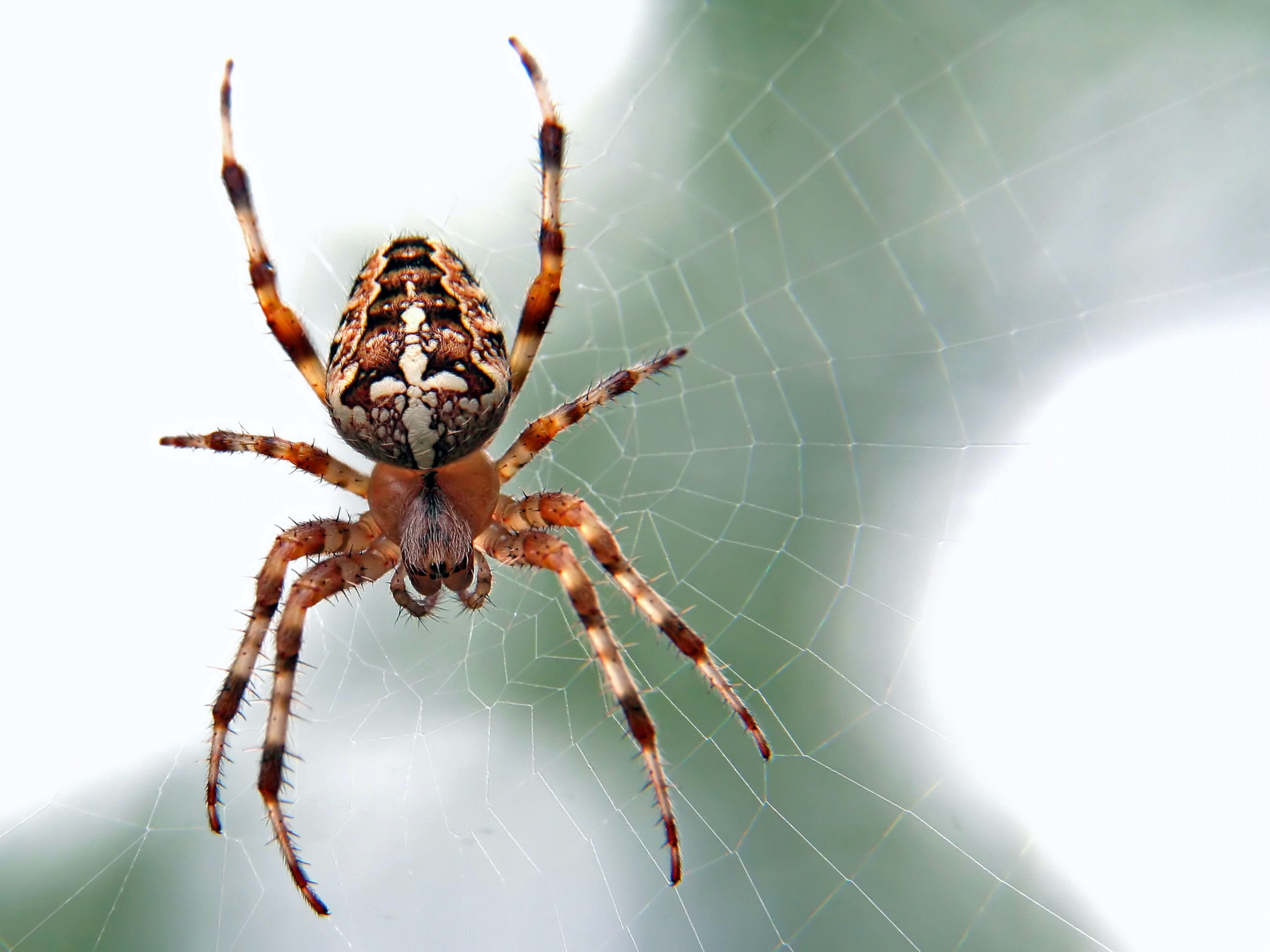 A spider is perched on its intricate web, suspended against a blurred green and white background, showcasing detailed patterns on its back.