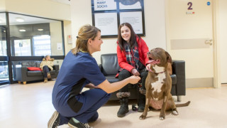 A brown dog sits in a veterinary waiting room, playfully interacting with a crouching vet in blue scrubs, beside a smiling woman in a red coat. Wall text reads:  A brown dog sits in a veterinary waiting room, playfully interacting with a crouching vet in blue scrubs, beside a smiling woman in a red coat. Wall text reads: