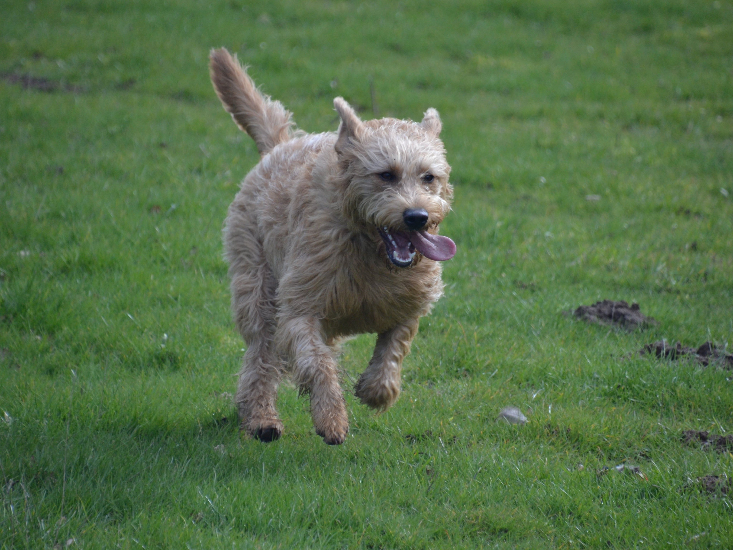 how much nutmeg is poisonous to dogs