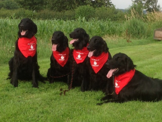 different labradors wearing neckerchiefs