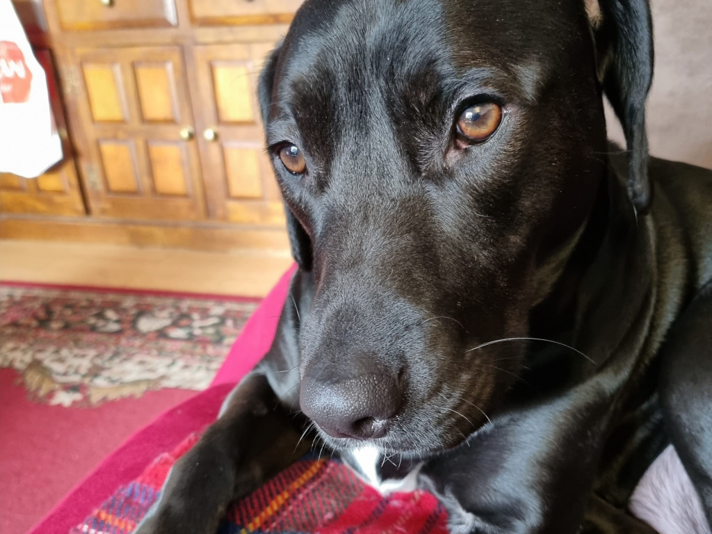 Asthma Inhaler 'Explodes' in Dog's Mouth Vets Now