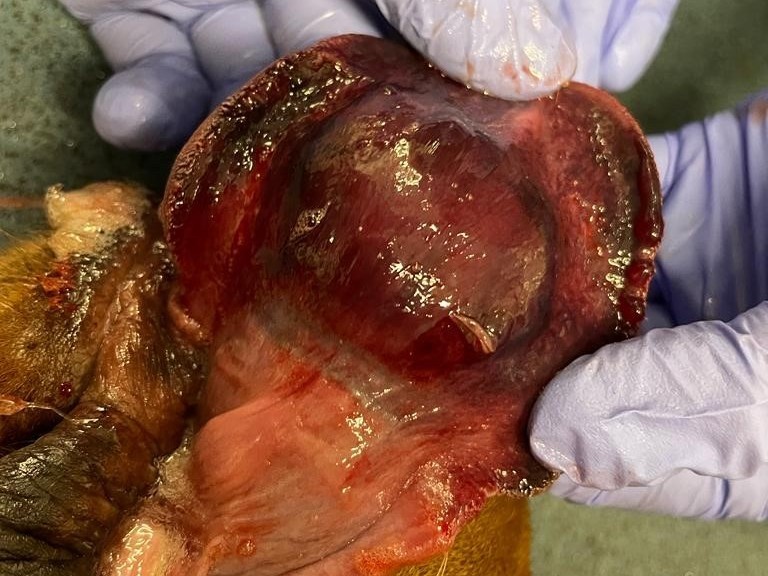 Harley's mouth after the ball had been removed Gloved hands hold a shiny, red, and fleshy tissue with surrounding fur. The examination appears to be on a clinical or laboratory surface.