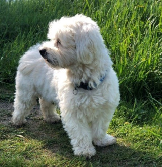 A white Maltese terrier walking in a grass field