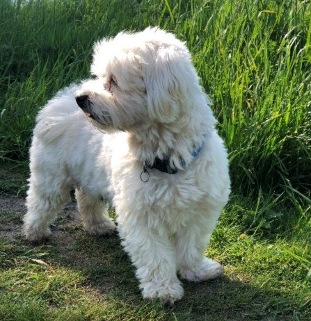 A fluffy white dog stands alertly on a grassy path, looking sideways, with tall green grass in the sunny background.