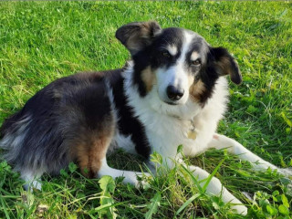 An image of a dog laying down in a field
