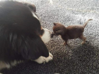 An image of a dog touching noses with a small kitten