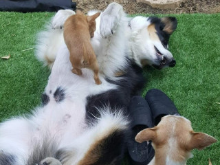 An image of a dog with puppies playing on its stomach