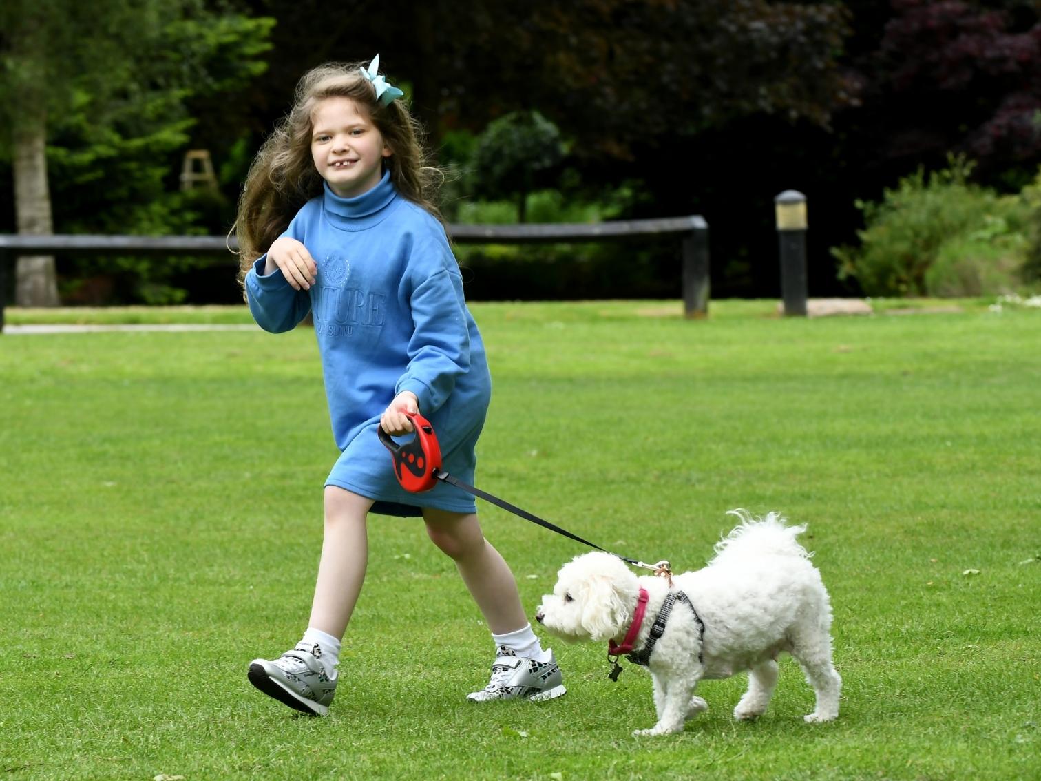 Child walks fluffy white dog on a leash across a grassy park, wearing a blue outfit with a bow in her hair, surrounded by trees and a wooden fence.