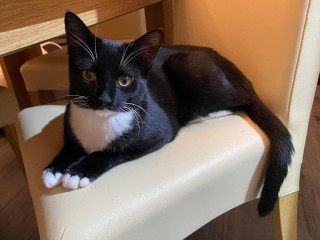 An image of a cat on a dining chair