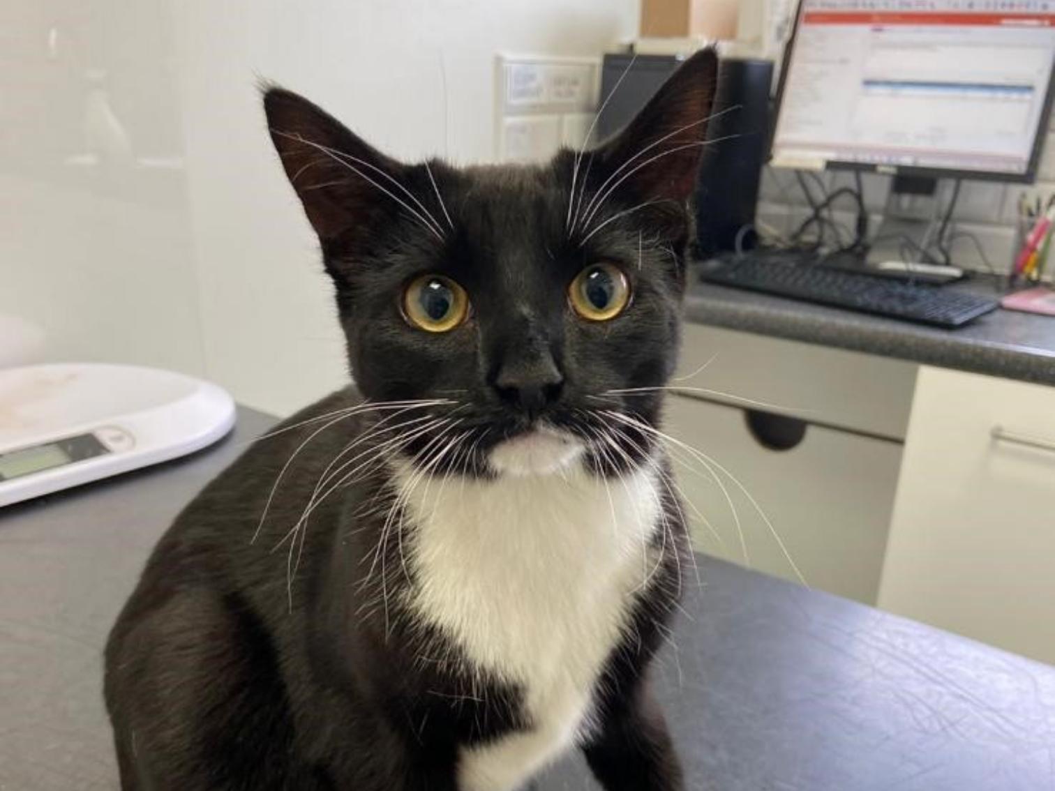 A black and white cat sits alert on a table in a veterinary clinic, surrounded by a computer, keyboard, and scale in the background.