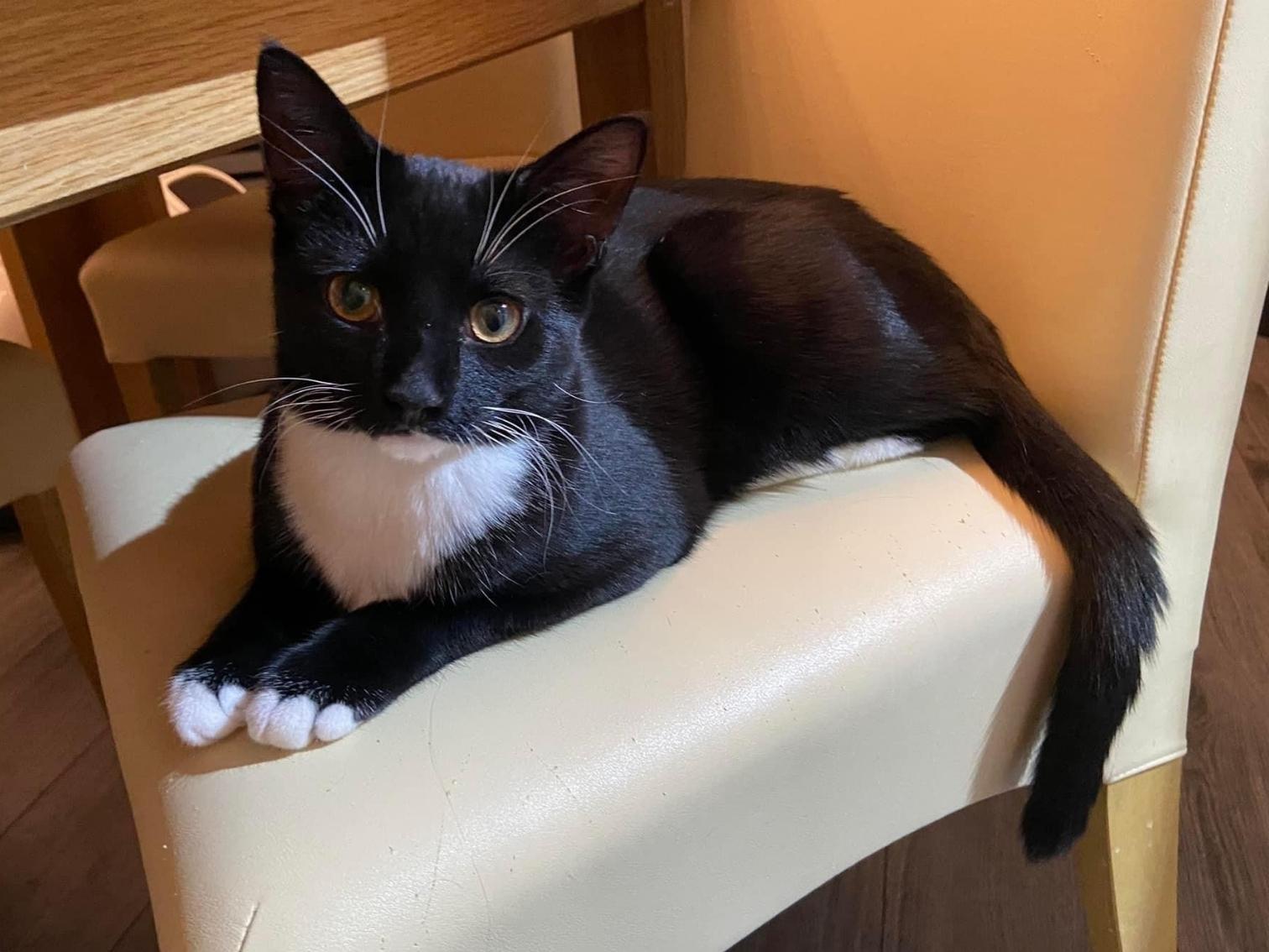 A black and white cat lounges comfortably on a light-colored chair beneath a wooden dining table, in a warmly lit room with a wood floor.