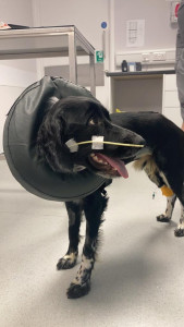 Dog with surgical cone around neck