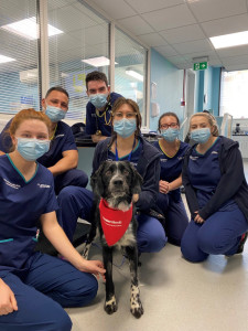 Vets Now Glasgow team with Riley the dog