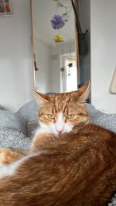 Socks the ginger cat who suffered lily poisoning