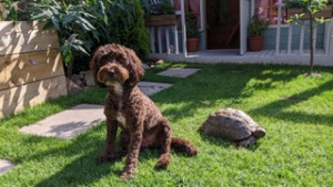 A furry brown dog in garden with tortoise friend.