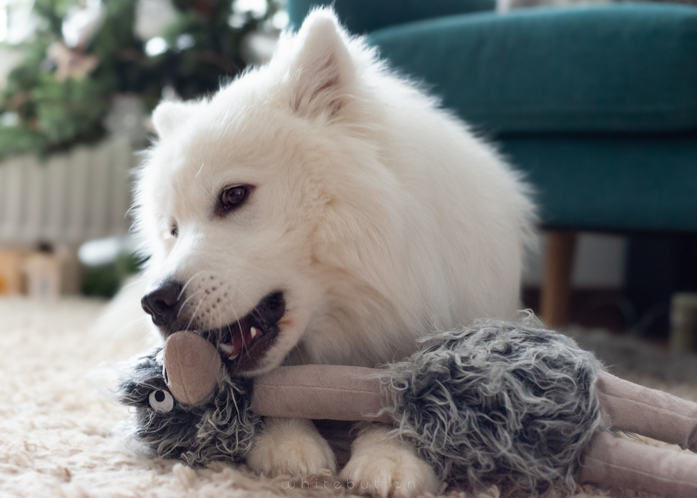 Endoscopy takes turn after dog eats toy but vet nurse saves the day