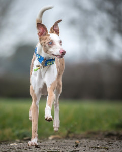 Scout the lurcher prancing