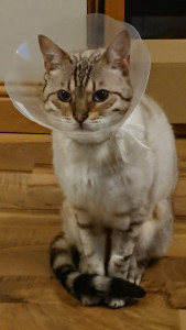 Bengal cat in surgical cone