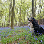 A black and white dog sits amid blooming bluebells in a serene forest, surrounded by tall trees with fresh green leaves.