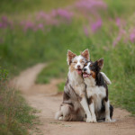 Two dogs hugging Two dogs sit closely, smiling and embracing on a dirt path, surrounded by green grass and purple wildflowers in a rural setting.
