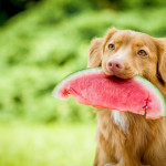 dog eating watermelon A brown dog holds a slice of watermelon in its mouth, sitting on grass with a blurred green background.