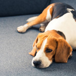 sleepy dog_small A beagle lies resting on a gray sofa, looking relaxed in a cozy indoor setting.