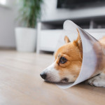 sad dog in cone A corgi dog, wearing a plastic cone, rests its head on a wooden floor in a bright room with a white furniture and a potted plant in the background.