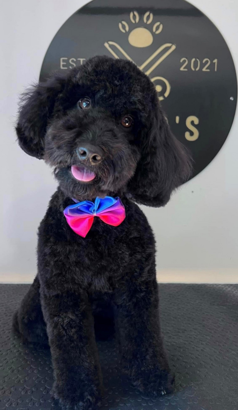 to the Vets Now Blog Vets Now