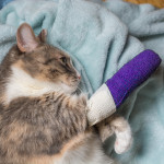 Cat with leg cast A calico cat rests, lying on a soft, light blue blanket, with its front leg wrapped in a purple cast, seemingly recovering comfortably.