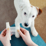 terrier and bandage A small white dog receives a bandage on its paw from a person's hands on a multicolored carpet.