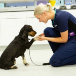 Vets-Now-vet-and-dog-in-clinic