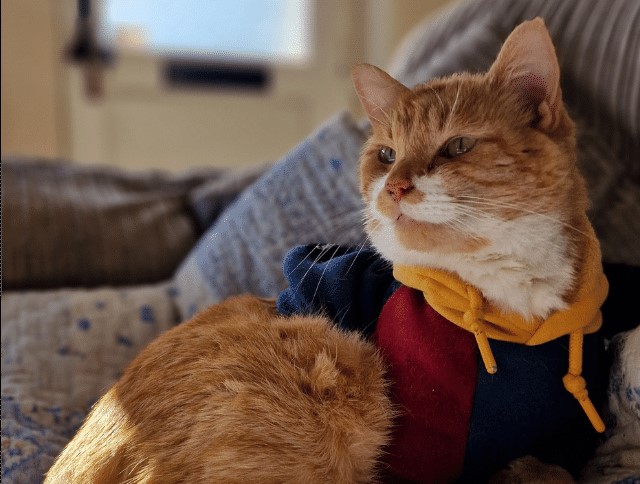 A ginger cat, wearing a colorful hoodie, relaxes on a patterned blanket in a sunlit room.