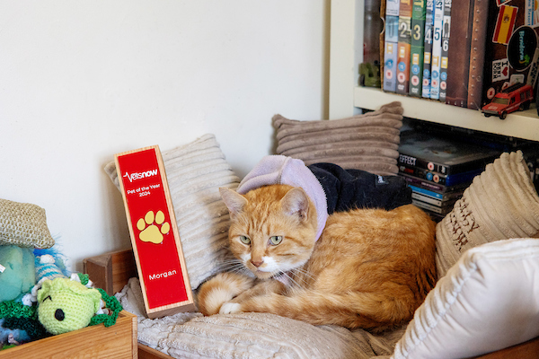 A ginger cat rests on a beige pillow wearing a purple-and-black outfit. Nearby, a red plaque reads, 