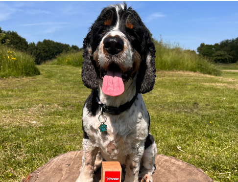 A black and white dog, sitting on a wooden stump, has its tongue out, wearing a collar with a green tag, and behind it is greenery and a clear blue sky.