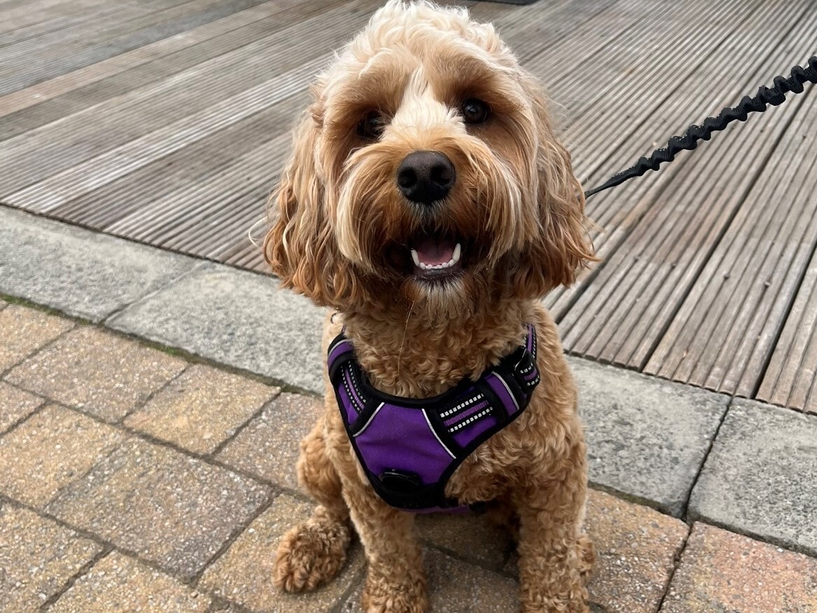 Cockapoo puppy harness hotsell