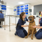 Vets Now Emergency Clinic - Caring for a Dog Two female veterinarians at Vets Now's emergency clinic examining a large brown dog sitting on the floor. One vet is using a stethoscope while the other gently holds the dog's side.