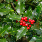 Holly and Red Berries