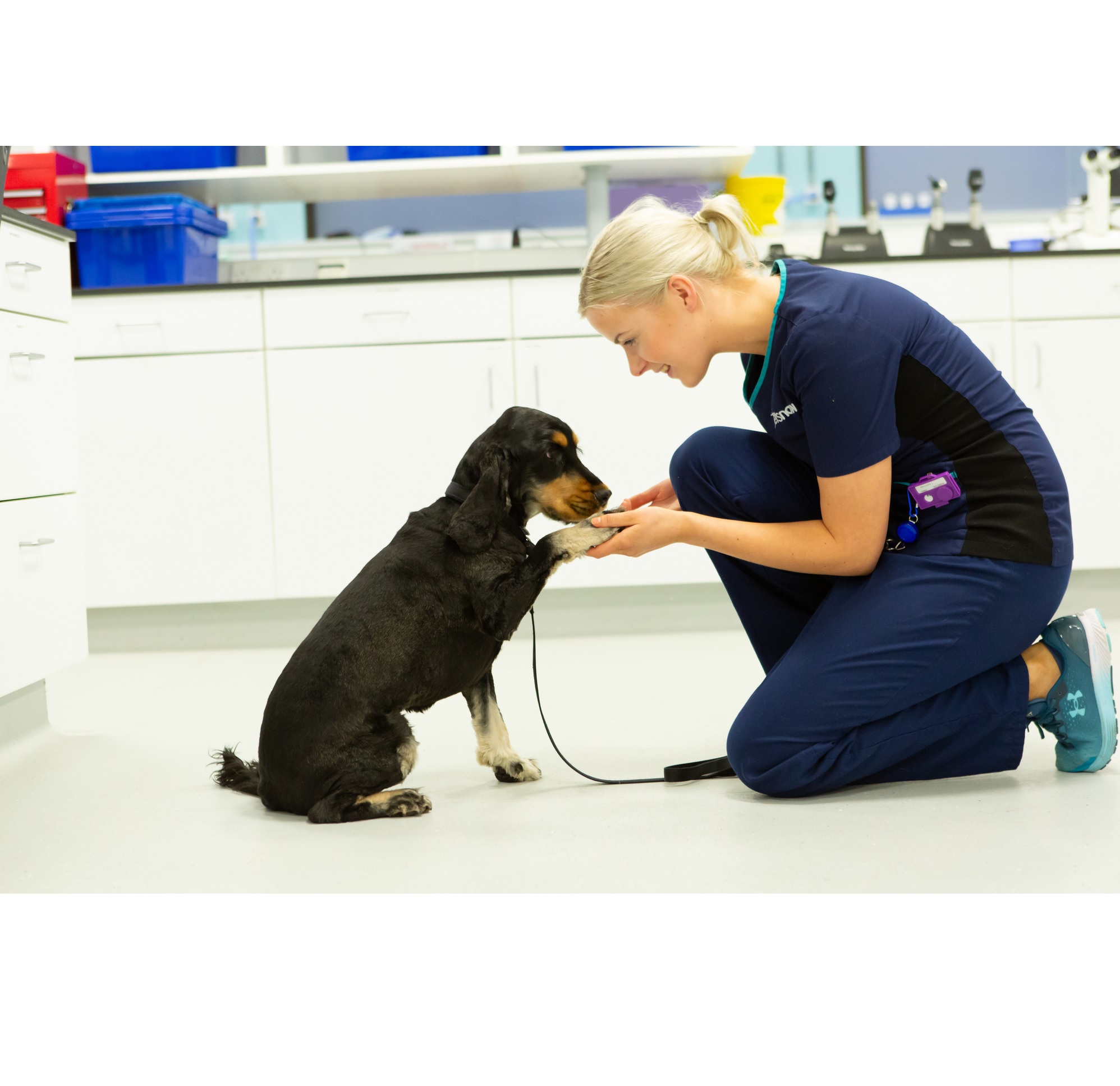 Veterinary nurse holding medium sized dog paw